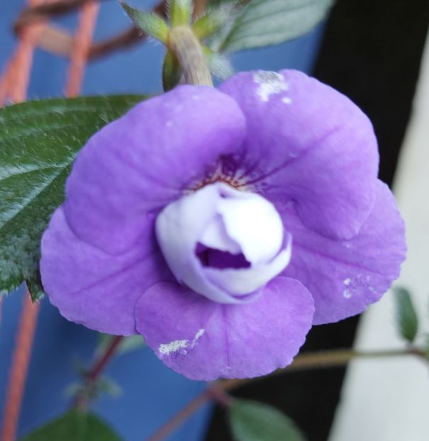 - 2022 - Achimenes