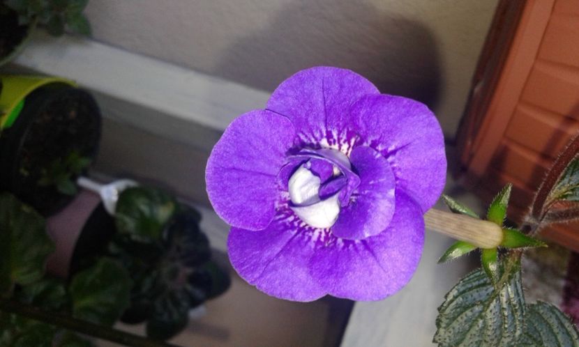 1._ILLIYA MELNIK - 2022 - Achimenes