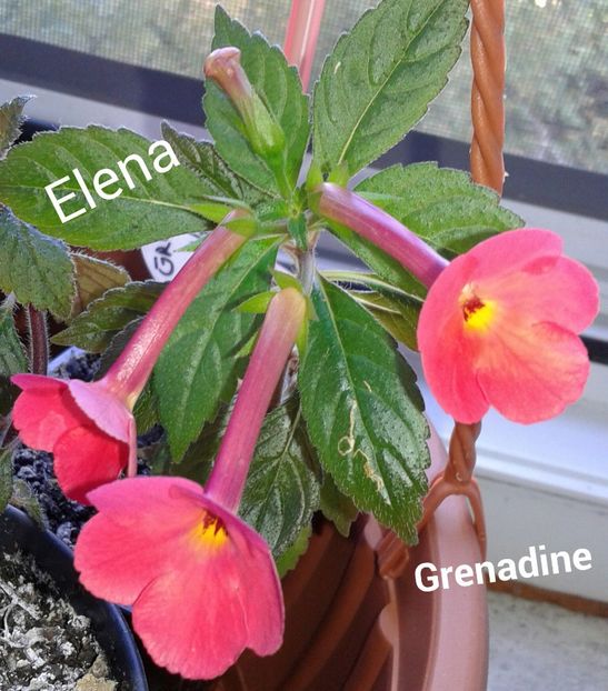 17_ Grenadine(1) - 2022 - Achimenes