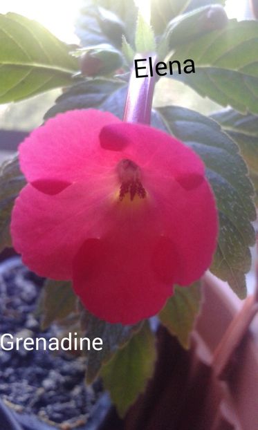 17_ Grenadine(3) - 2022 - Achimenes