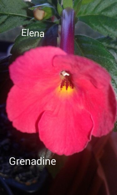 17_ Grenadine(4) - 2022 - Achimenes