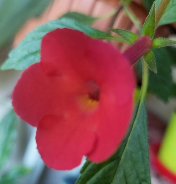 Grenadine - 2022 - Achimenes