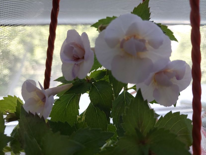 Lena Vera - 2022 - Achimenes