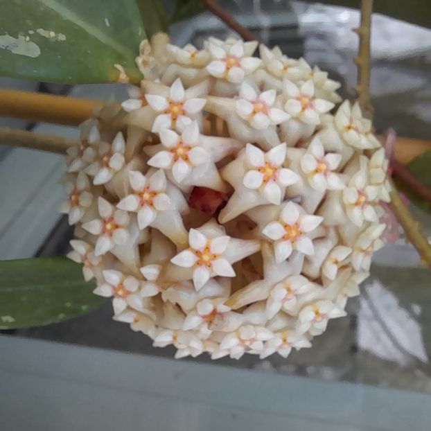 02.07.2022 - HOYA 2022-2