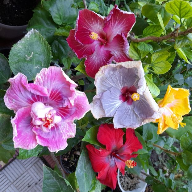 02.07.2022 - HIBISCUSI 2022-2