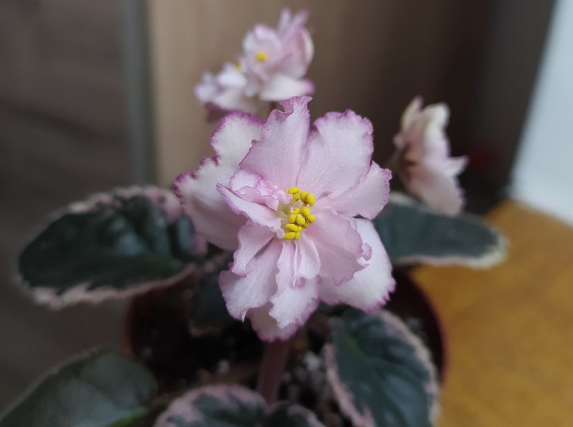 2 iulie 2022 - Elizabeth