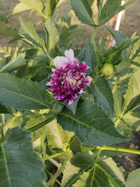 dahlia hybr. mix toamna - Gradina si terasa PrimaLuce_9-Hello 2022
