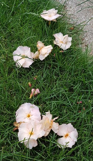 Floricele Apricot Queen cazute dupa ploaie. - Leandri 2022