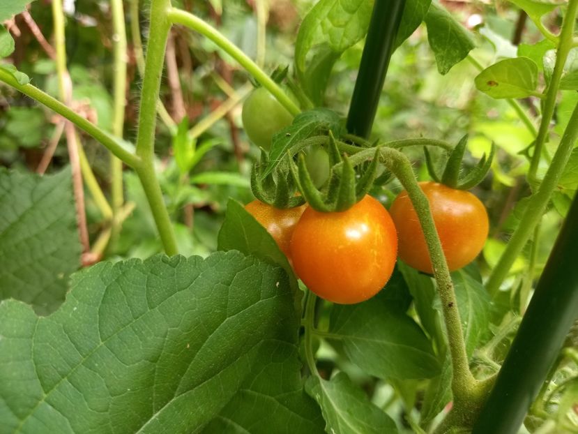 Cherry - Grădina 2022 continuare 2