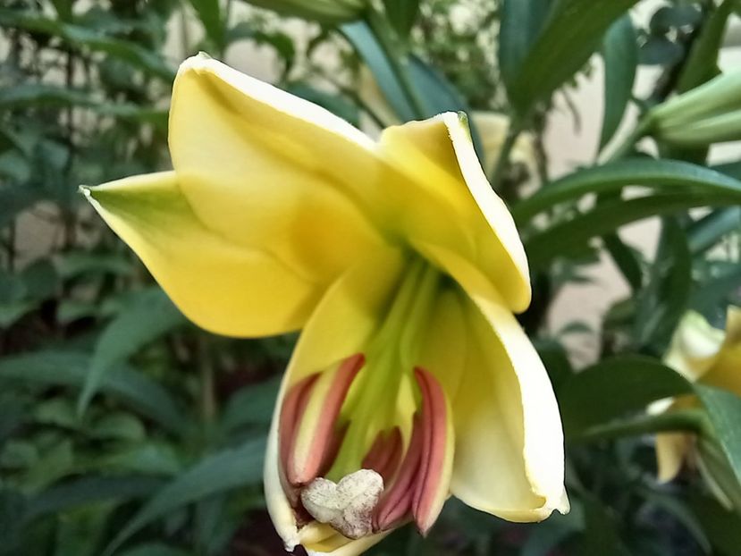 Lilium orientale "Yelloween" - Grădina 2022 continuare 2