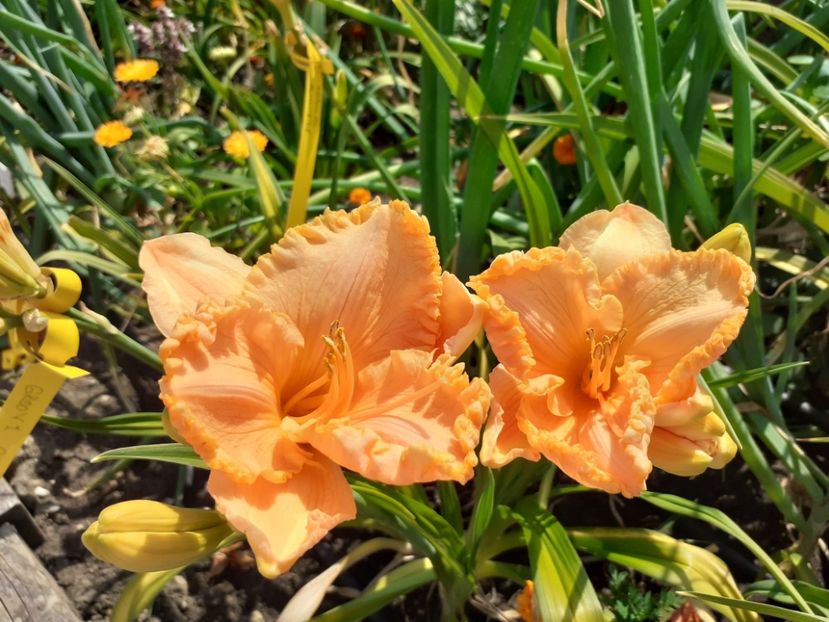  - Orange Cream - Floarea