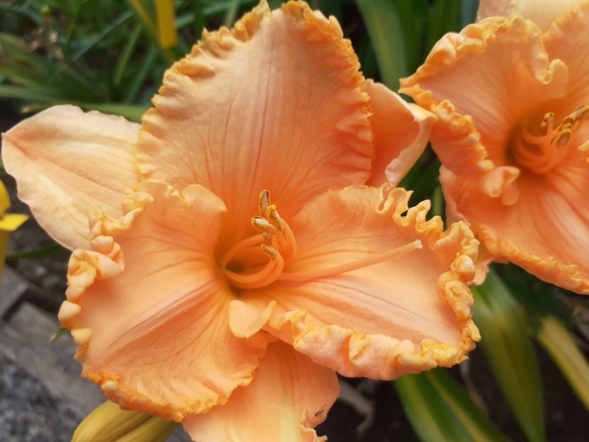  - Orange Cream - Floarea