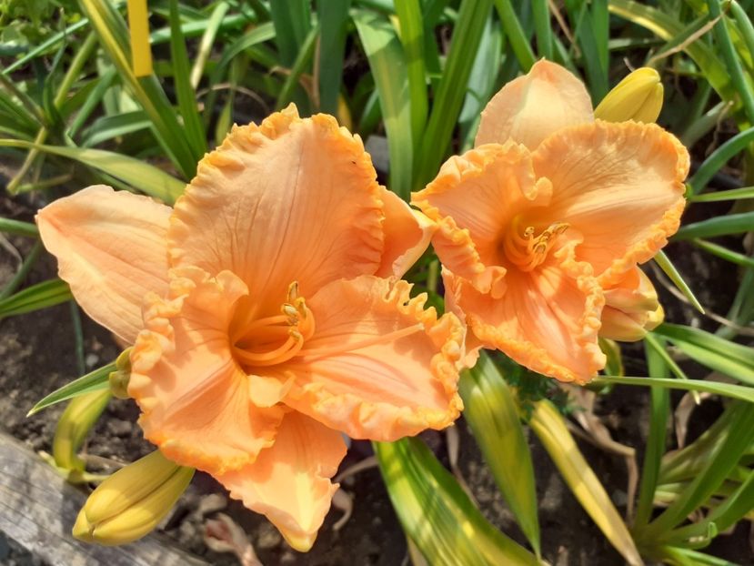  - Orange Cream - Floarea