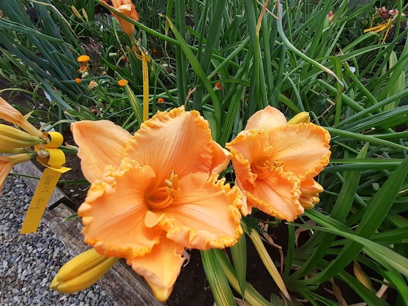  - Orange Cream - Floarea