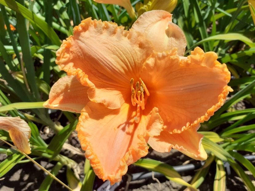  - Orange Cream - Floarea