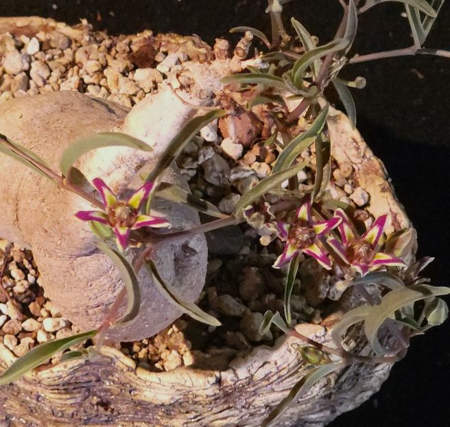 Peter Liekkio - Raphionacme dyeri - Vase - aranjamente - accesorii