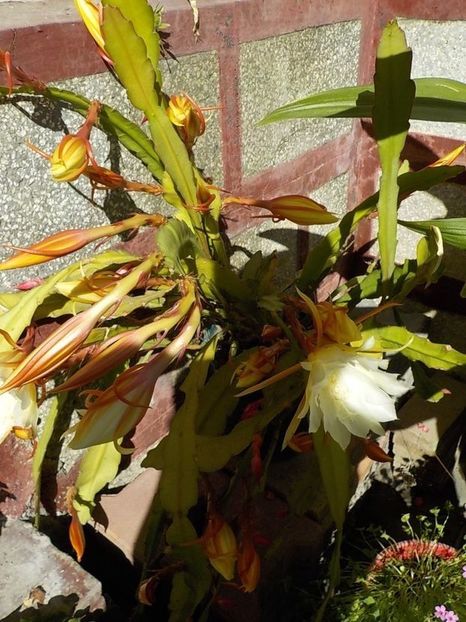  - Genul Epiphyllum