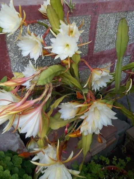  - Genul Epiphyllum