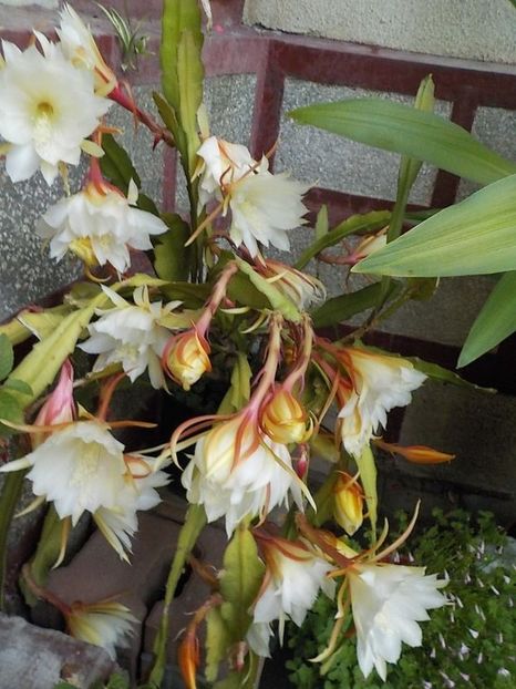  - Genul Epiphyllum