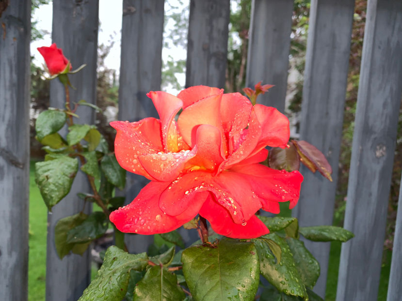  - Jurnalul gradinii 2022