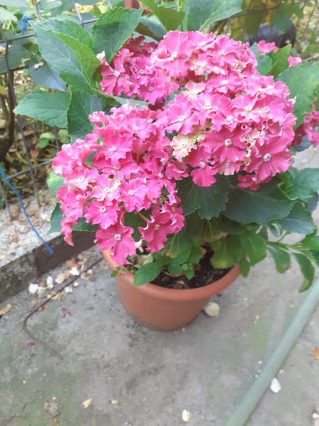  - 0 Hortensia macrophylla Curly Sparkle