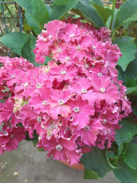  - 0 Hortensia macrophylla Curly Sparkle