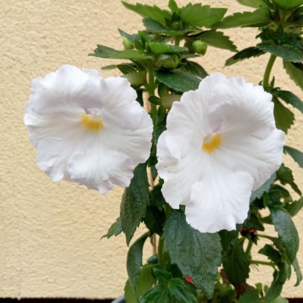  - White Glory