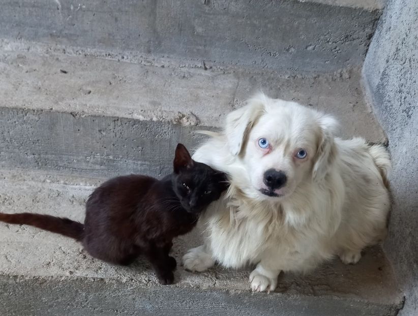  - Album foto-PAPI -catelul minune pentru mine