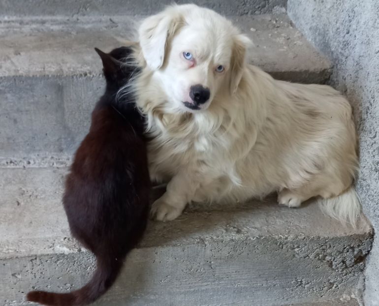  - Album foto-PAPI -catelul minune pentru mine