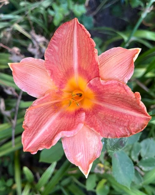 B7586AD4-6337-4C8A-89EE-7318AA6C5C0B - Hemerocallis 2021