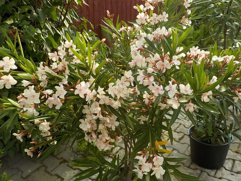 - harriet newding nr45