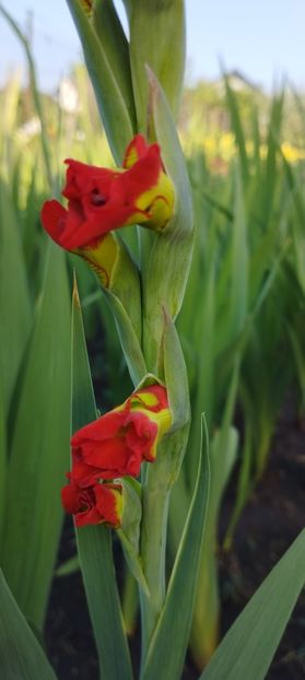  - Gladiole 2022