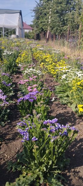  - Limonium 2022