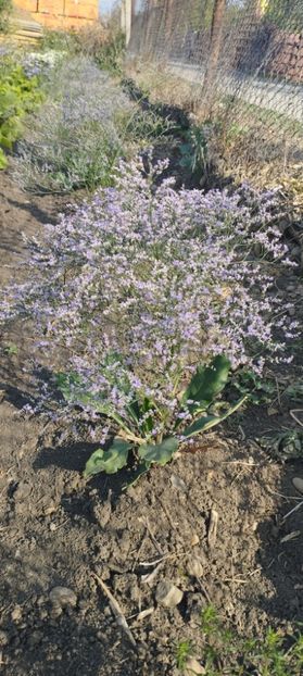  - Limonium 2022