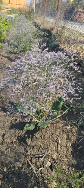  - Limonium 2022