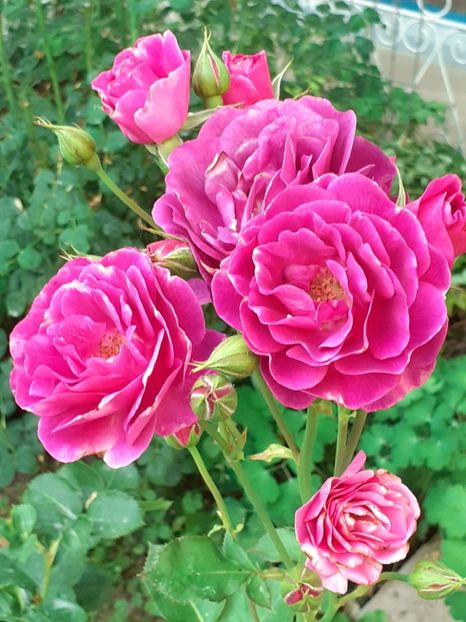 20220701_193401(0) - IULIE 2022