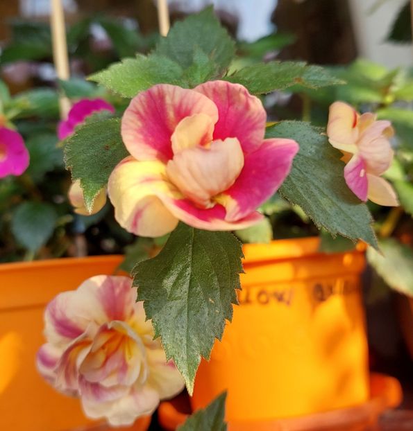  - RFs TROPICANA 2