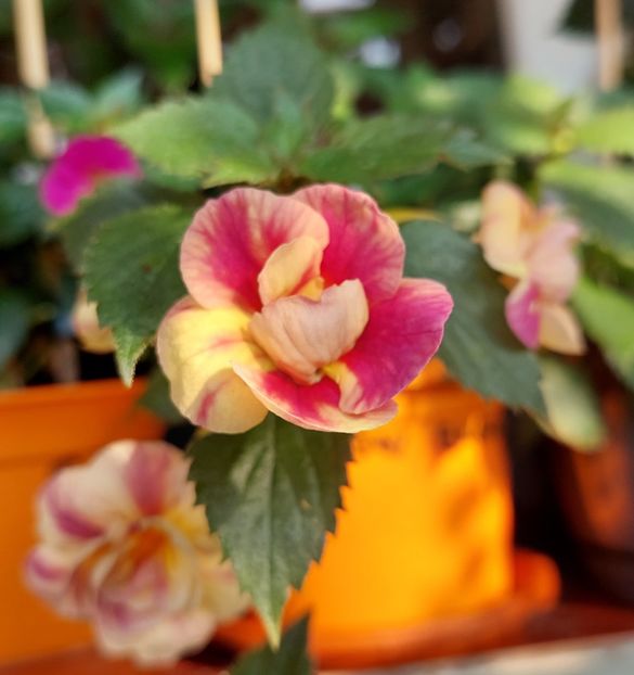  - RFs TROPICANA 2