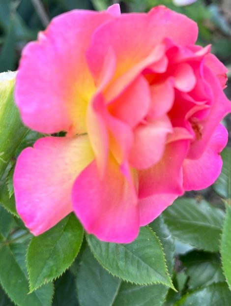 Pink paradise - Trandafiri 2022 3