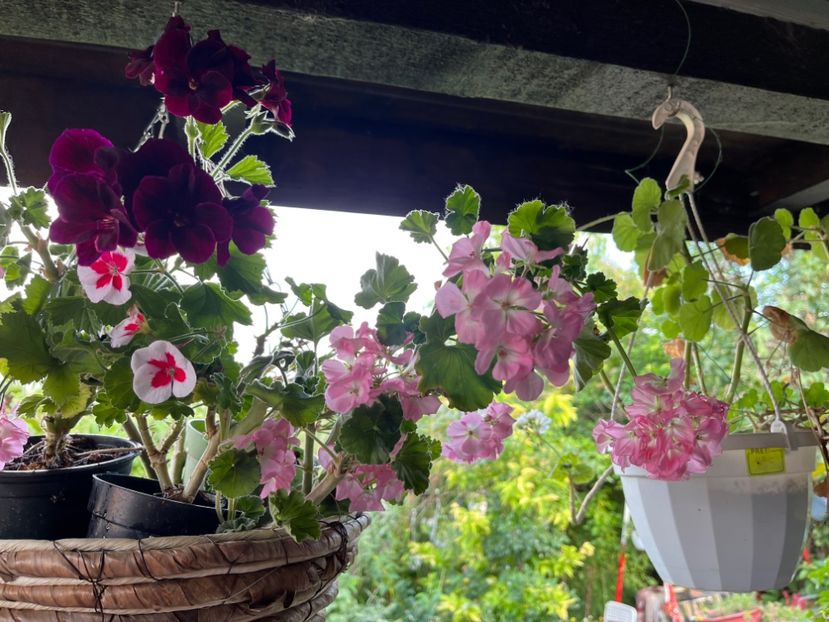 BEF0177E-F1CF-48D6-A464-B39A4349A105 - Muscate 2021 22