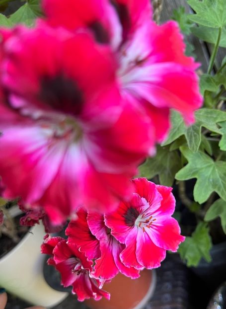 83F80A6E-8D77-45C0-8FEB-BA40B019C69C - Muscate 2021 22