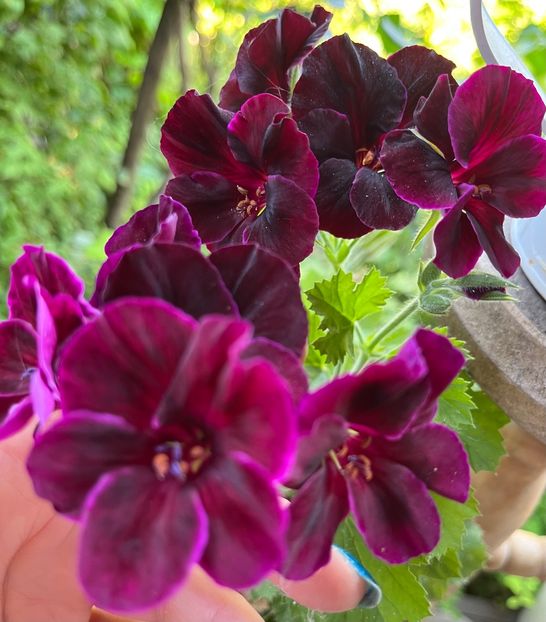 7A7B33DA-1294-4530-BE2A-10B7C88476C1 - Muscate 2021 22