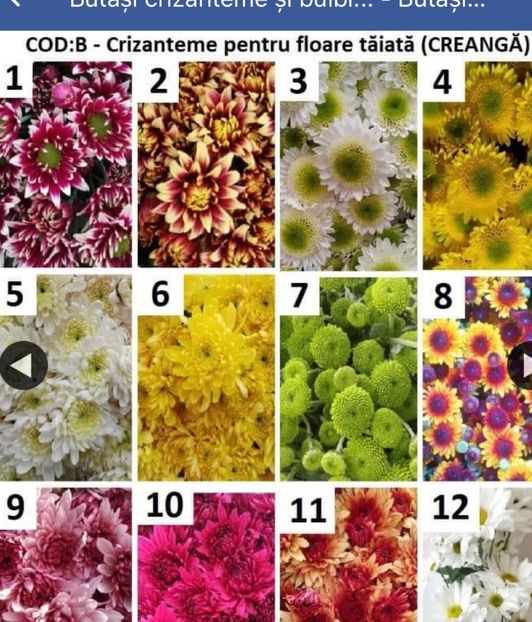 DFEA70C7-BD0B-46A1-B13F-3D096054A977 - Crizanteme 2021