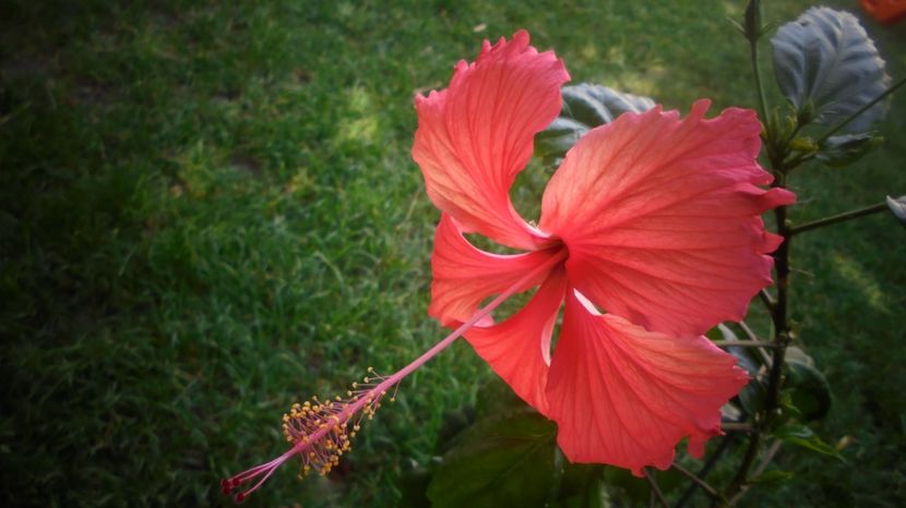 Multumiri amandurora...numai bucurii! - 2022