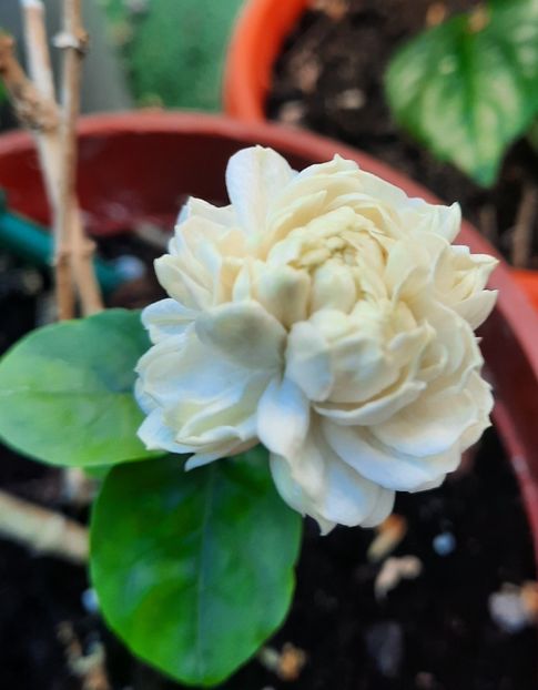  - 2022 culori si parfum