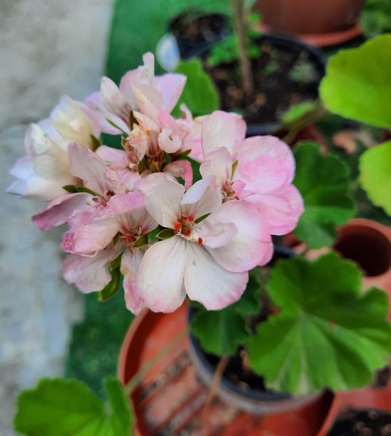  - 2022 culori si parfum