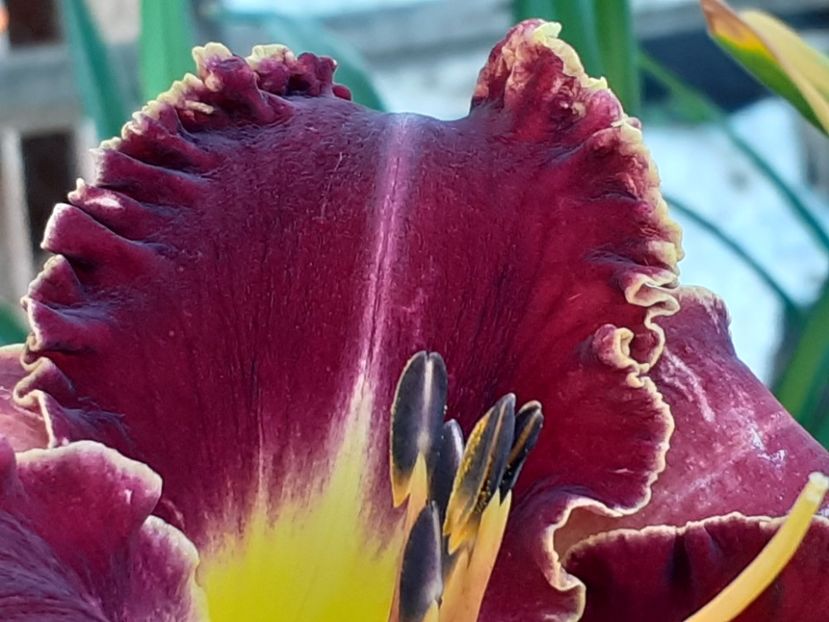  - Victorian Garden Star Bright