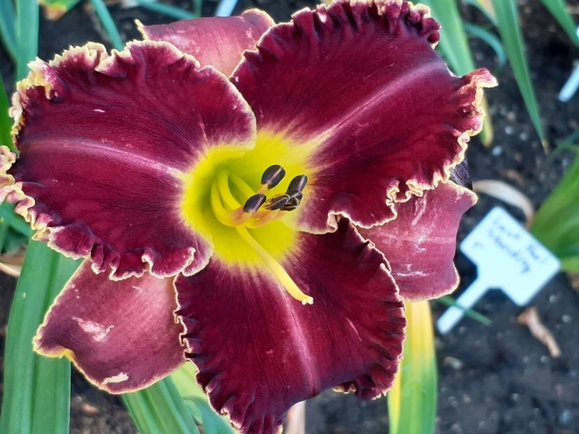  - Victorian Garden Star Bright