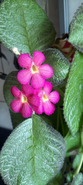  - Gradina din bucatarie