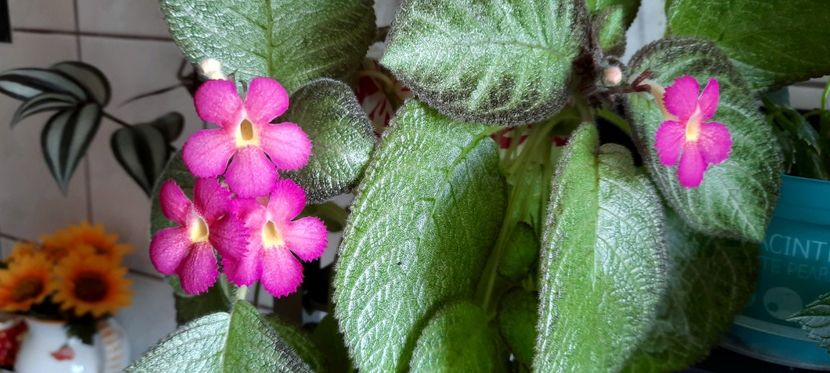  - Gradina din bucatarie